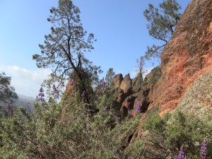 Scene at Pinnacles National Monument; (c) Daniel N. Robin, all rights reserved