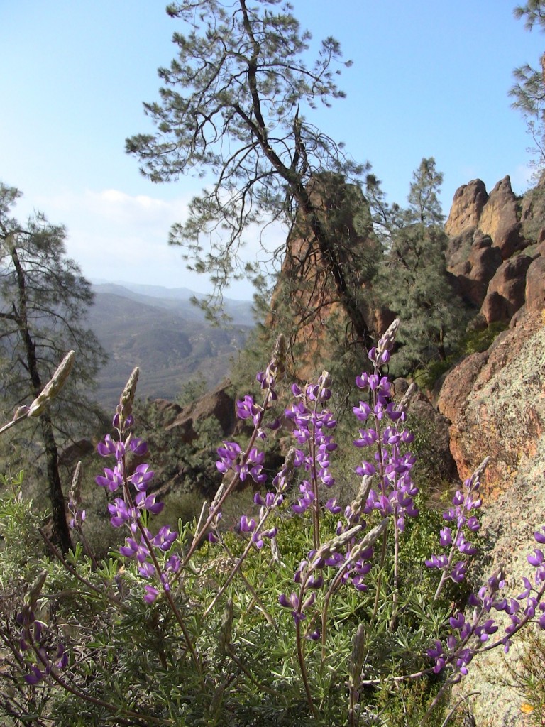 Pinnacles National Monument; (c) Daniel N. Robin; all rights reserved