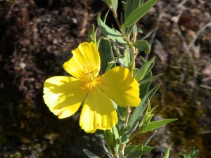 Scene at Pinnacles National Monument; (c) Daniel N. Robin, all rights reserved