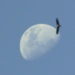 Condor above the moon, Pinnacles National Monument, (c) Daniel N. Robin