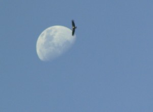 Condor in front of the moon; (c) Daniel N. Robin, all rights reserved