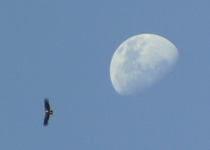 Condor near the moon, 1 April 2012, Pinnacles National Monument, CA