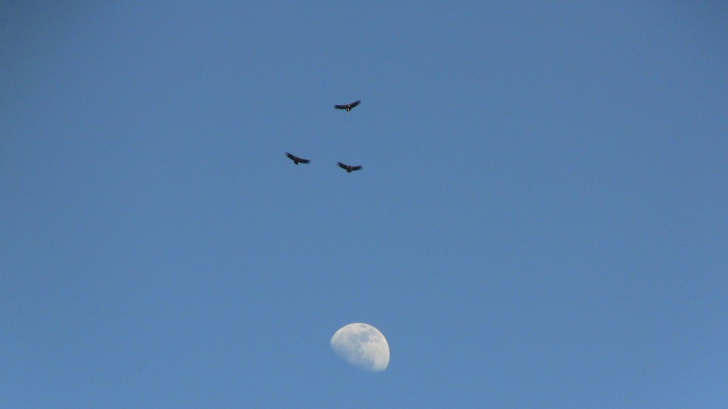 Condors above the moon, Pinnacles National Monument, (c) Daniel N. Robin